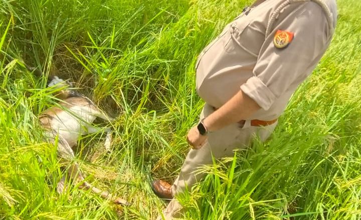 वन विभाग की लापरवाही, कुत्तों के हमले में घायल हिरन दो घंटे तड़पता पड़ा रहा,