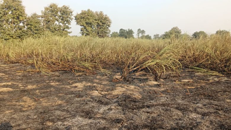 अहरौला के पकड़ी में आग लगने से दो बीघा गन्ना जला 