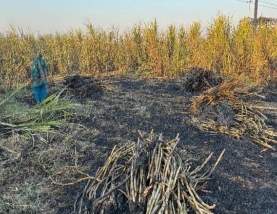 लापरवाही । जर्जर विद्युत तार टूटने से 20 बीघा गन्ने की फसल जलकर राख