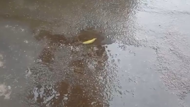 हापुड़।सोए नगर पालिका कर्मचारी दो महीने से टूटी पाइपलाइन से बहता पानी।