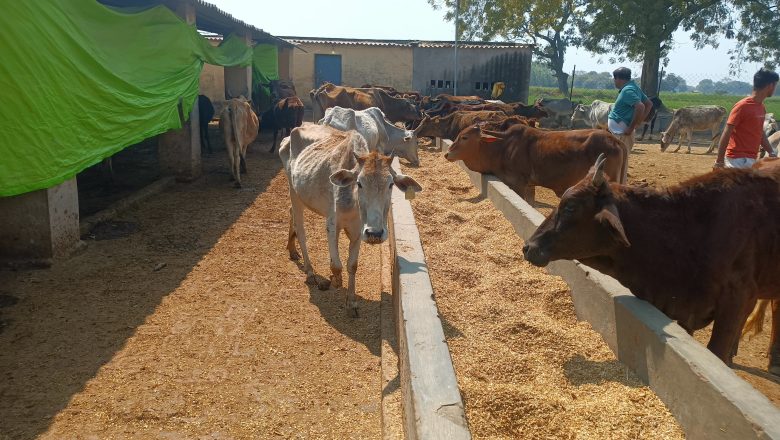 भदोही।एन सी एफ बी फाउंडेशन के जिला सचिव राकेश कुमार गौतम ने अस्थाई गौशाला का किया निरीक्षण