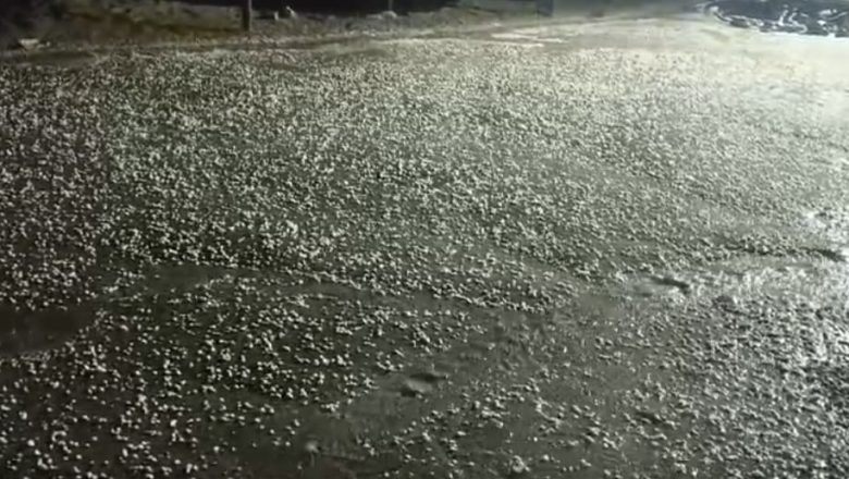 बदायूं की तहसील दातागंज क्षेत्र के दर्जनों गांवों में पहले बारिश, फिर ओलों की बौछार से गेहूं, सरसों और मटर की फसल प्रभावित