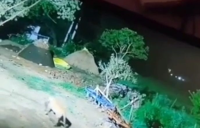 शाहजहांपुर के खुटार में तेंदुए ने बनाया पालतू कुत्ते को शिकार