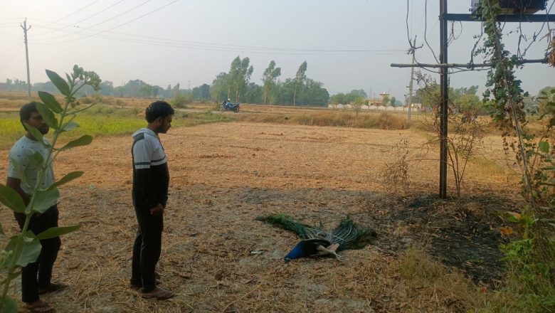 भदोही।बिजली की चपेट में आने से राष्ट्रीय पक्षी मोर की मौत   वन विभाग और थाना की टीम ने पहुंचकर मोर के शव को कब्जे में लेकर भेजा पोस्टमार्टम।