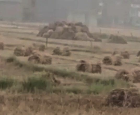 बलिया।बेमौसम बारिश से गेहूं की तैयार फसल को भारी क्षति।