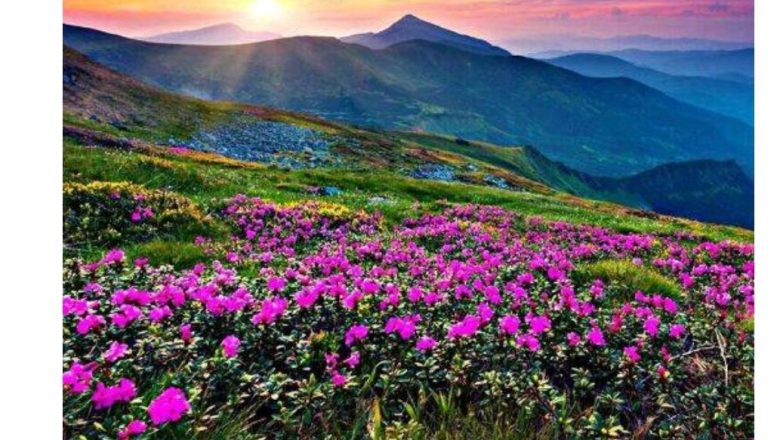 उत्तराखंड (चमोली)।फूलों की घाटी का जादू फिर बिखरा, पहले ही दिन सैलानियों की लगी भीड़