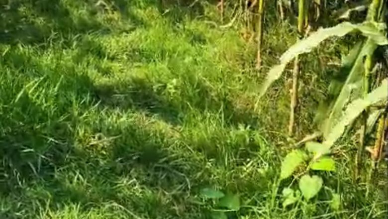 सहरसा (बिहार) ।मनरेगा योजना के तहत फसल सुरक्षा बांध निर्माण की खानापूर्ति, ग्रामीणों ने की उच्च पदाधिकारी से शिकायत