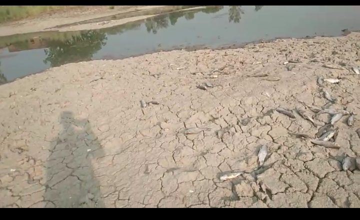 भदोही।अत्यधिक गर्मी से तालाब में पाली गई मछलियां मरी, मत्स्य पालक को भारी नुकसान।जिला प्रशासन से आर्थिक सहायता की मांग।
