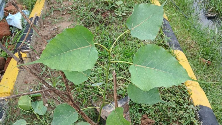 प्रयागराज।ब्राह्मण स्वयं सेवक संघ ने 11101 पौधे लगाने का लिया संकल्प