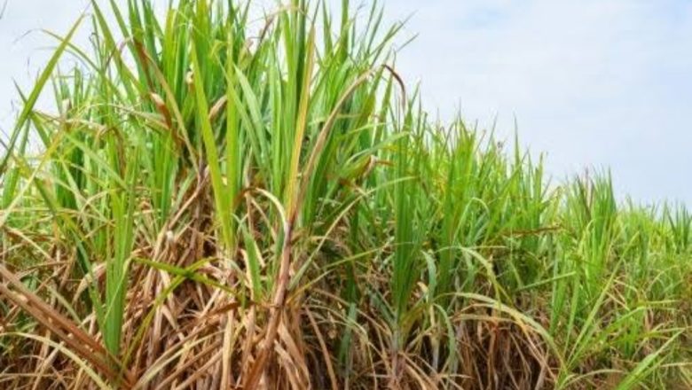 बदायूँ।20 जुलाई से होगा ग्राम स्तरीय गन्ना सर्वे-सट्टा प्रदर्शन