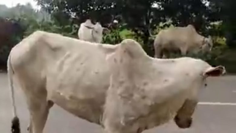 बलिया।नगरा में भी फैल रहा संक्रमण इलाज की कोई ठोस व्यवस्था नहीं