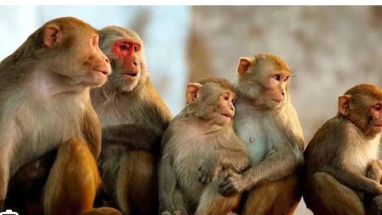 लालगंज /आजमगढ़।बंदरों और गायों से जनता परेशान।