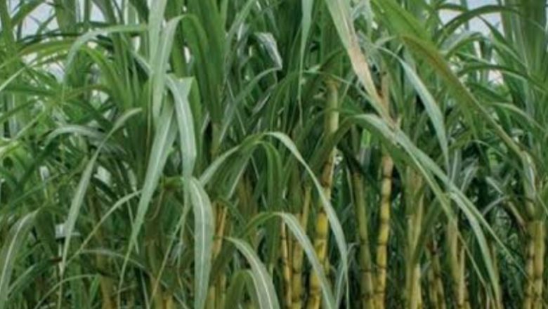 बदायूँ।गन्ने की आपूर्ति कराई जाएगी सुनिश्चित,औने पौने दामों पर ना बेच किसान