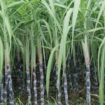 बदायूँ।चीनी मिलों को पेराई योग्य गन्ने की आपूर्ति करे कृषक ।