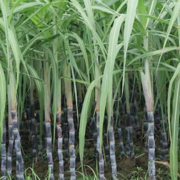 बदायूँ।चीनी मिलों को पेराई योग्य गन्ने की आपूर्ति करे कृषक ।