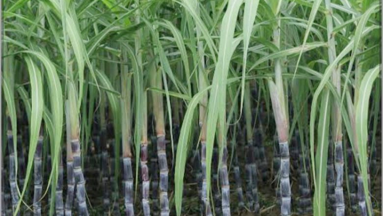 बदायूँ।चीनी मिलों को पेराई योग्य गन्ने की आपूर्ति करे कृषक ।